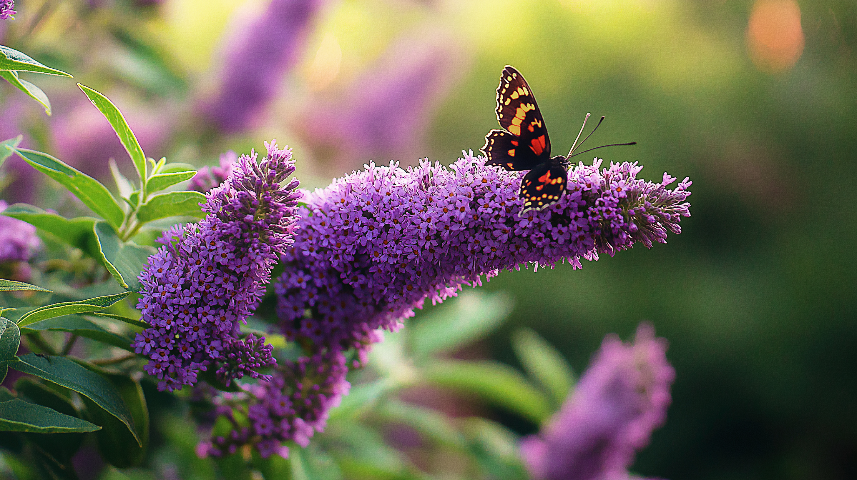 Buddleja davidii