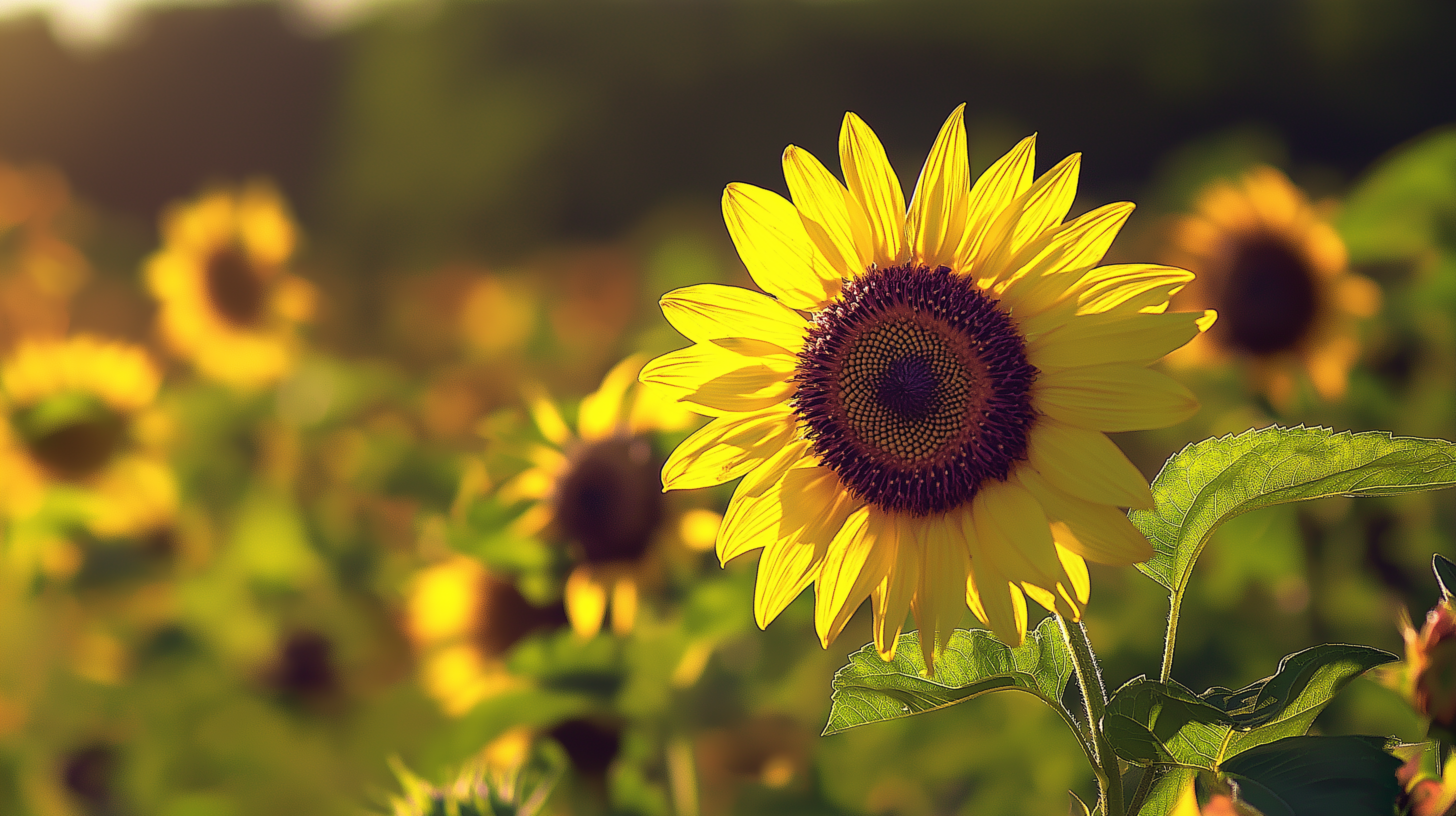 Helianthus annuus