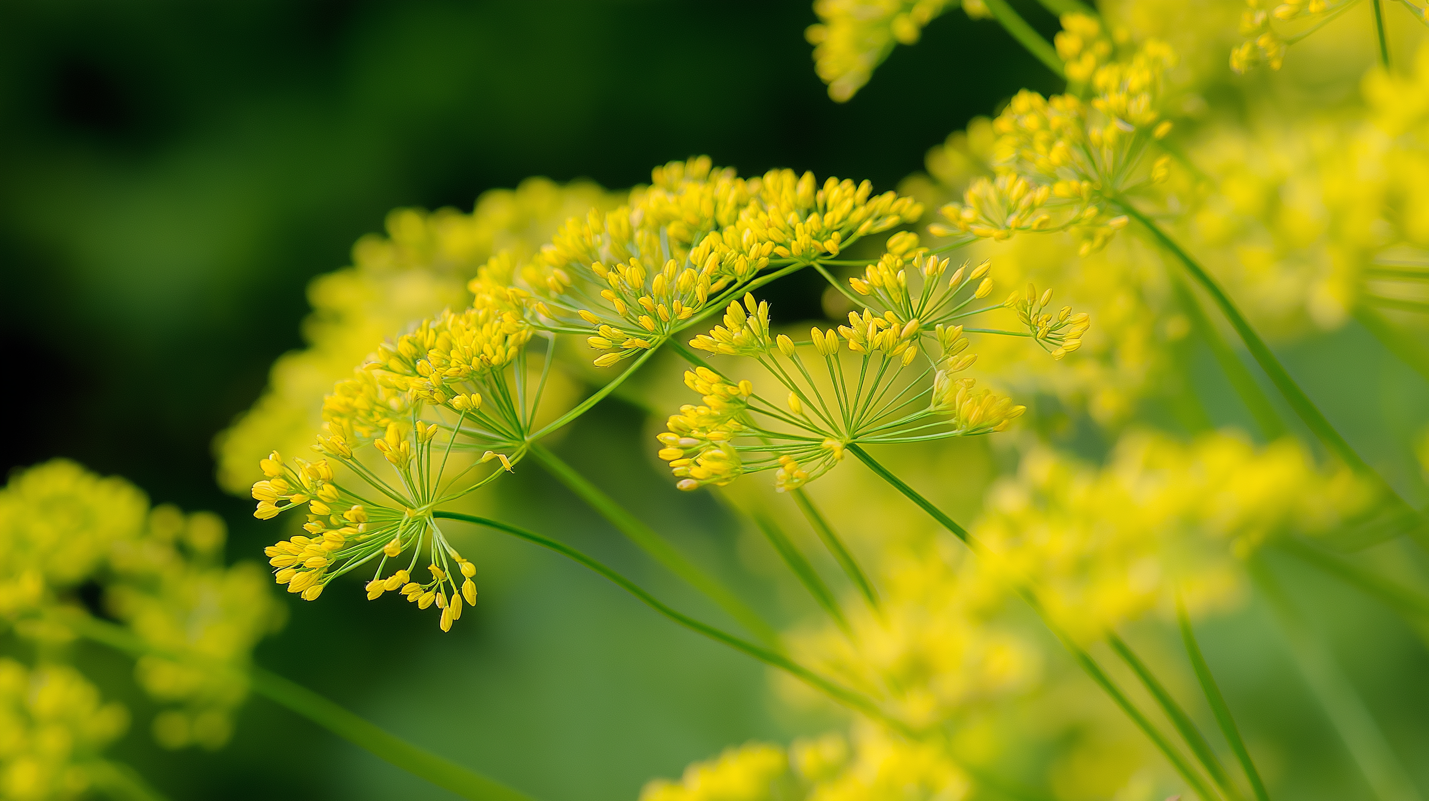 Anethum graveolens
