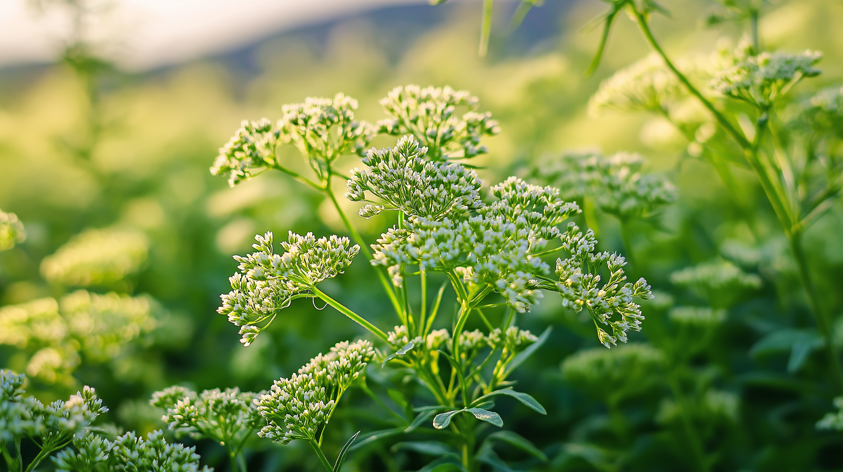 Pimpinella anisum