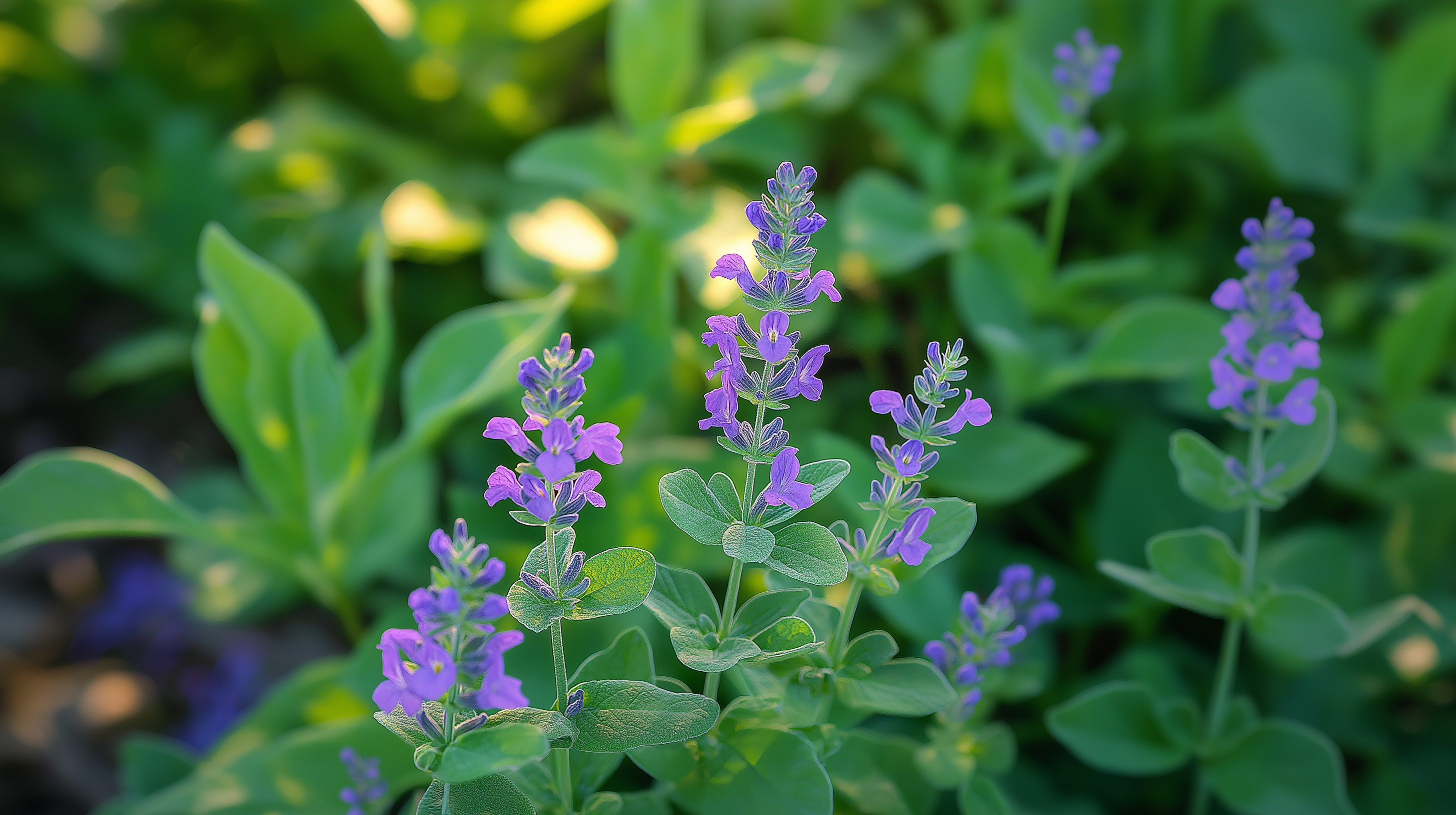 Salvia officinalis