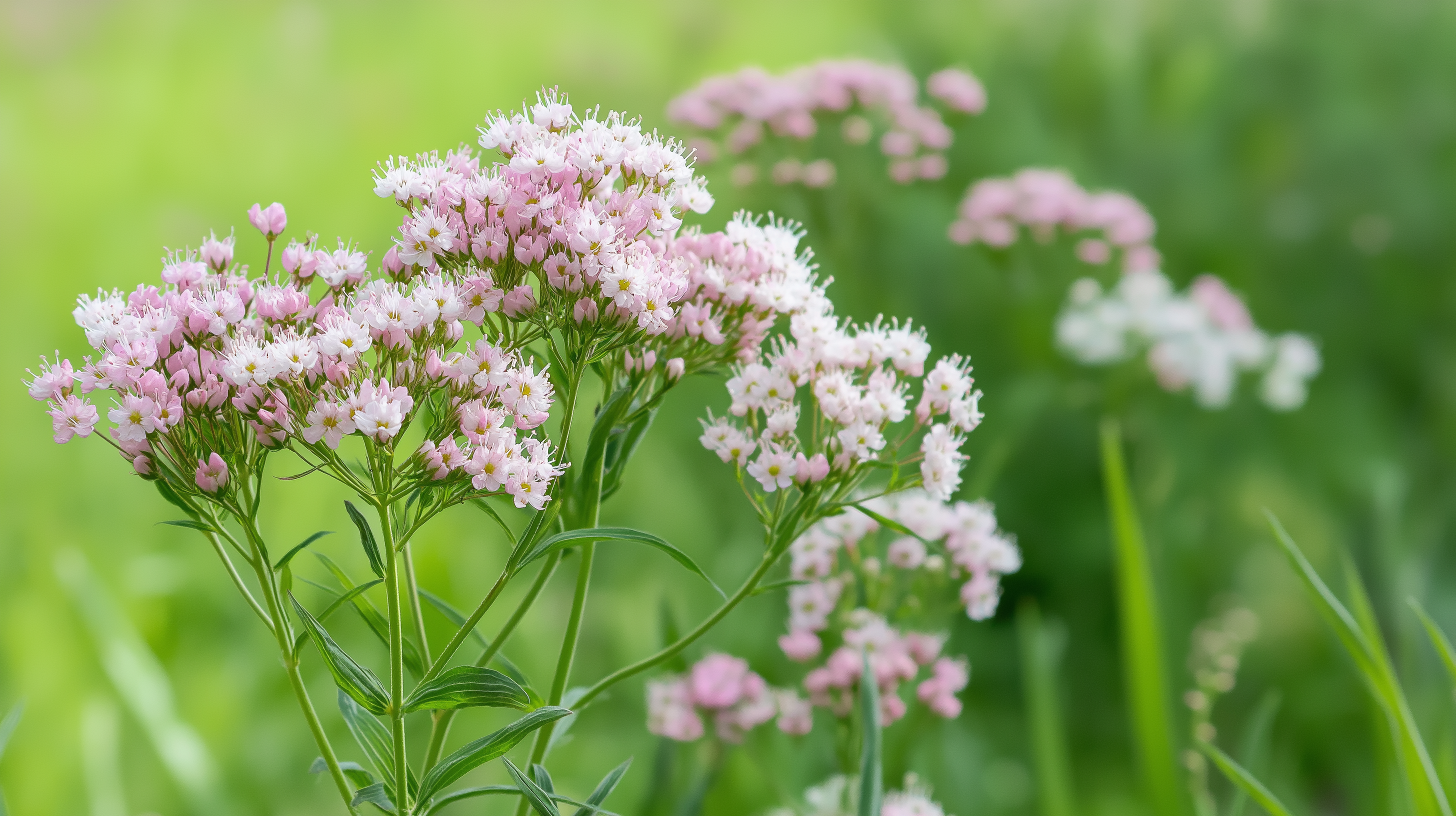Valeriana officinalis